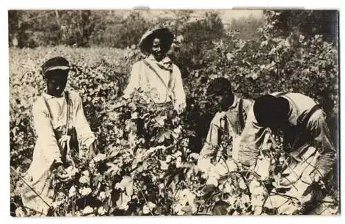 Fotografie Afro-Amerikanische Baumwollpflücker auf einer Plantage in den USA