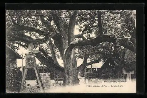 AK Villennes-sur-Seine, le Sophora