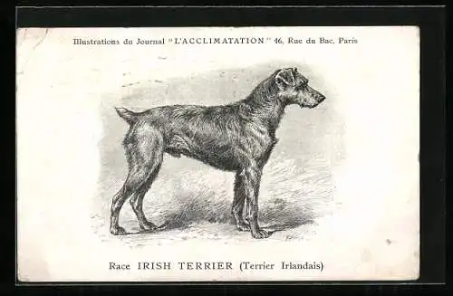 Künstler-AK Irish Terrier