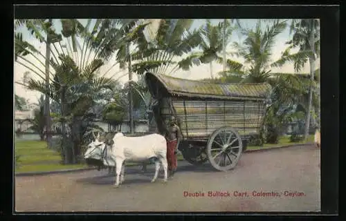 AK Colombo, Double Bullock Cart, Ochsen-Gespann auf einer Strasse