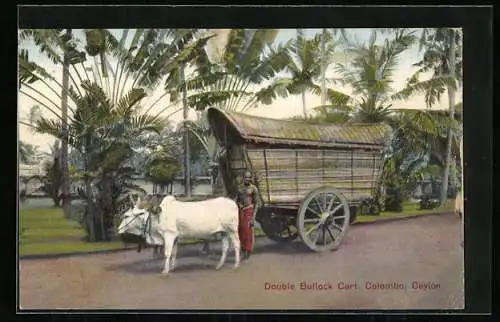 AK Colombo, Double Bullock Cart, Ochsen-Gespann auf einer Strasse