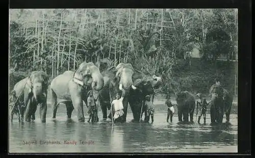 AK Ceylon, Badende Heilige Elefanten des Kandy-Tempels beim Flussbad