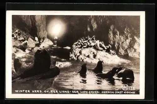 AK Winter Herd of Sea Lions, Oregon Coast highway