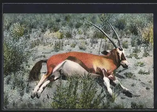 AK Deutsch-Süd-West-Afrika, Erlegte Spiessbock-Antilope