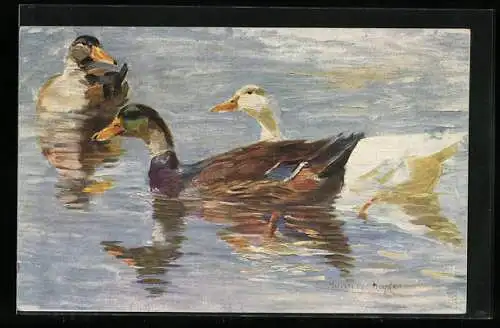 Künstler-AK H. v. Heyden, Drei Enten schwimmen auf dem Wasser