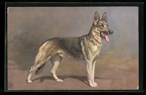 Künstler-AK Alsatian Wolfhound