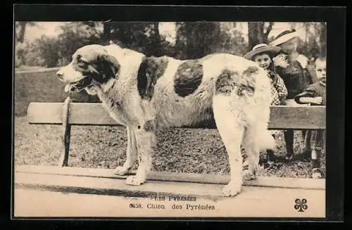 AK Les Pyrenés, Chien des Pyrénées, Hirtenhund