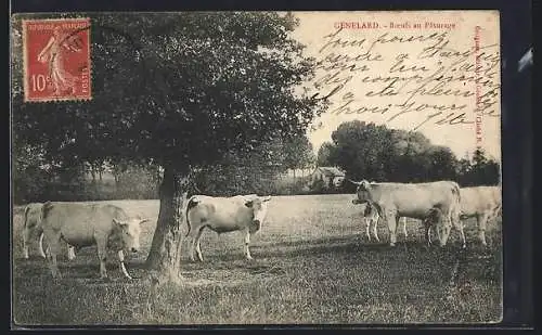 AK Génelard, Boeufs au Pâturage