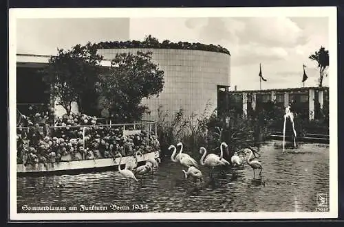 AK Berlin, Ausstellung Sommerblumen am Funkturm 1934, Teiansicht mit Flamingos