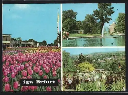 AK Erfurt, Internationale Gartenbau-Ausstellung, Tulpenschau, Wasserspiele, Blick vom Irisgarten