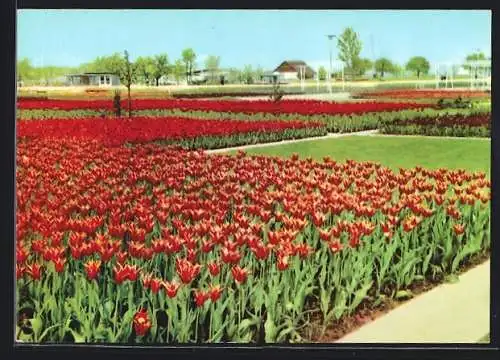 AK Erfurt, iga, Internationale Gartenbau-Ausstellung der DDR, Grosse Blumenwiese