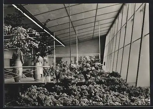 AK Erfurt, Internationale Gartenbau-Ausstellung der sozialistischen Staaten 1961, Halle XIII, Blumen und Zierpflanzenbau