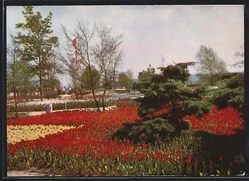 AK Erfurt, Internationale Gartenbauausstellung, Ausstellungsgelände