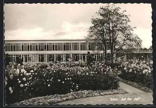 AK Erfurt, Anlagen der Internationalen Gartenbauausstellung