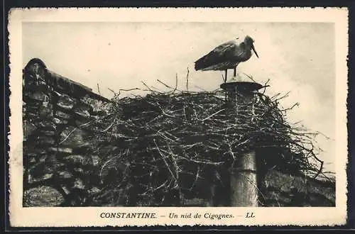 AK Constantine, Un nid de Cigognes