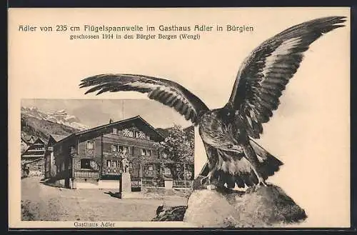 AK Bürglen / Uri, Adler von 235 cm Flügelspannweite im Gasthaus Adler