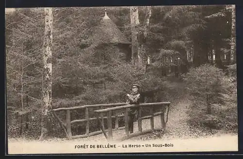 AK Forêt de Bellême, La Herse, Un Sous-Bois