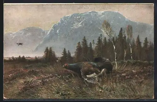 Künstler-AK M. Müller jun.: Balzender Auerhahn in Berglandschaft