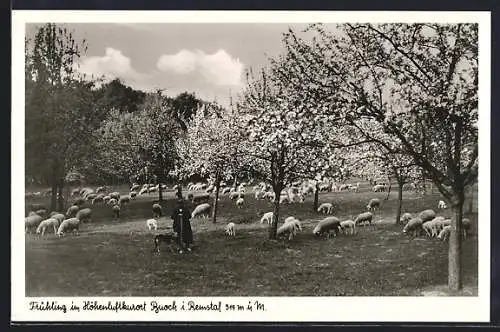 AK Buoch i. Remstal, Schäfer mit Schafen im Frühling