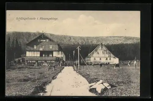 AK Schlingelbaude i. Riesengebirge, Weidende Kühe vor der Berghütte