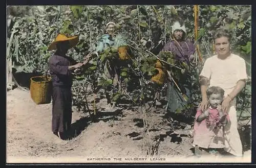 AK Silk Cultivation, Bathering the Mulberry Leaves