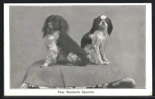 AK Zwei Blenheim-Spaniels auf einem Kissen