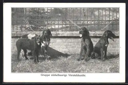 AK Gruppe verschiedener stichelhaariger Vorstehhunde