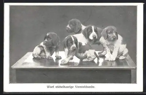 AK Wurf stichelhaariger Vorstehhunde-Welpen