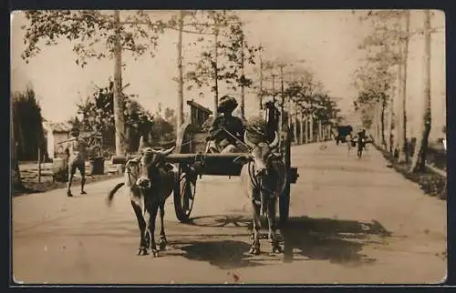 AK Zweier Ochsen-Gespann auf einer Strasse