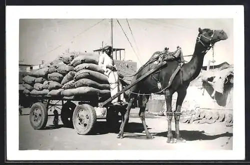 AK Karachi, Camel Cart