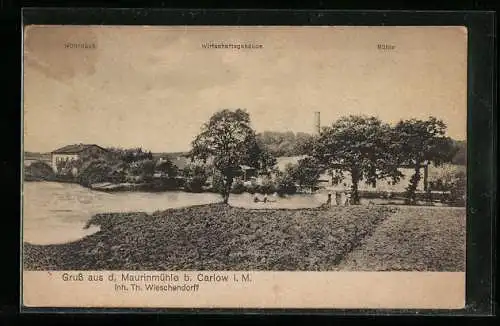 AK Carlow i. M., Maurinmühle T. Wieschendorff, Panorama mit Wohnhaus, Wirtschaftsgebäude u. Mühle