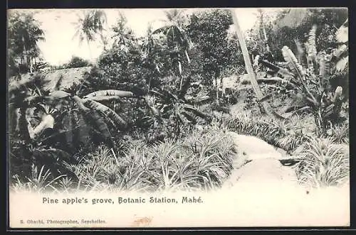 AK Mahé, Botanic Station, Pine apple`s grove