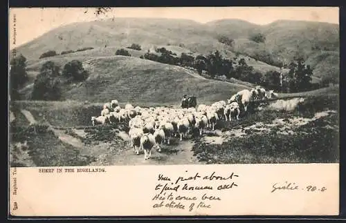 AK Schottland, Sheep in the Highlands