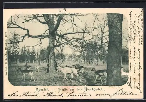 AK München-Au, Partie aus dem Hirschgarten