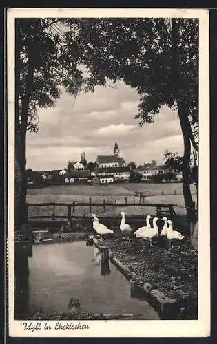 AK Ehekirchen / Donau, Gatter mit Gänsen und entfernter Kirchturm
