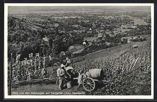 AK Tiergarten / Oberkirch, Blick von den Rebbergen, Weinlese, Fuhrwerk