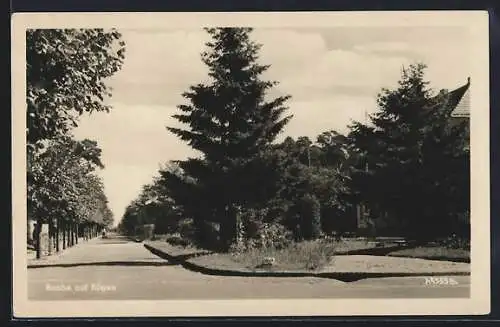 AK Baabe auf Rügen, Strassenpartie mit Bäumen