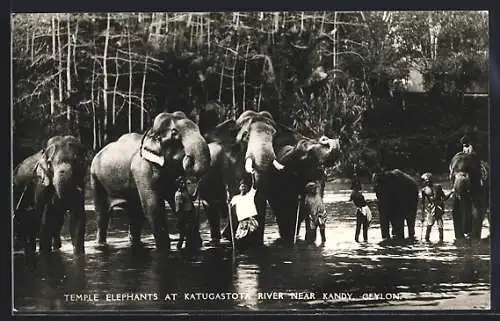 AK Temple Elephants about to bath in Katugastota River, Ceylon, Elefanten