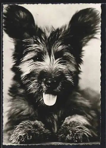 AK Hechelnder Skye-Terrier im Portrait