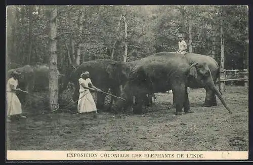 AK Indische Elefanten bei der Arbeit im Wald