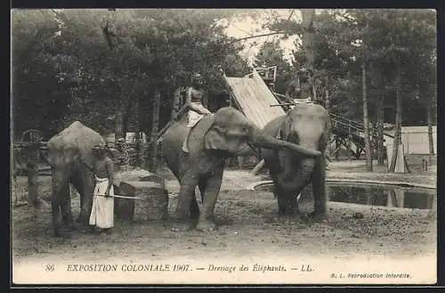 AK Exposition Coloniale 1907, Dressur der Elefanten