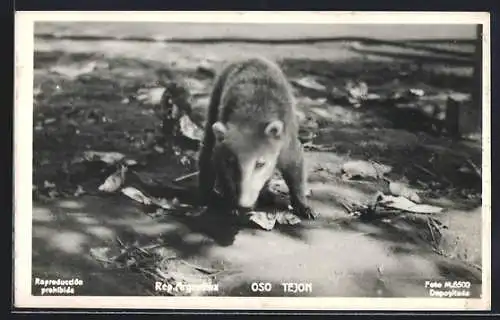 AK Oso Tejon, Laufend auf dem Waldboden