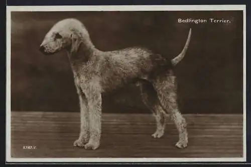 AK Frisierter Bedlington Terrier