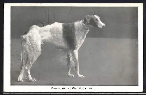 AK Weiss-brauner Russischer Windhund