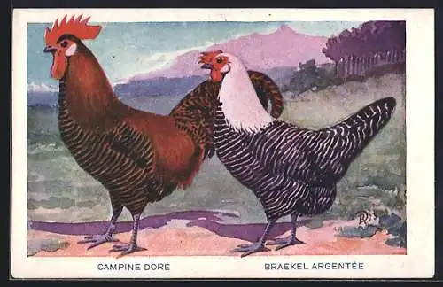 AK Campine Doré & Breakel Argentée