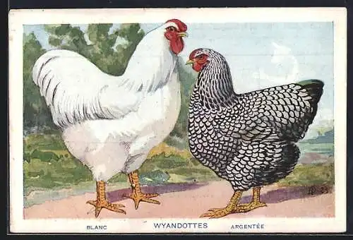 AK Wyandottes, Blanc & Argentée