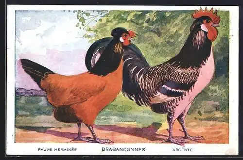 AK Brabanconnes, Fauve Herminée & Argenté