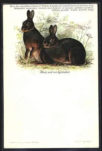 Lithographie Zwei Black and tan Kaninchen