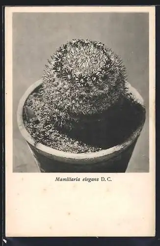 AK Kaktus, Mamillaria elegans D. C.