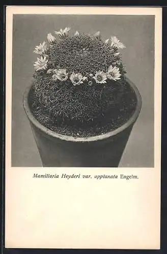 AK Kaktus mit Blüten, Mamillaria Heyderi